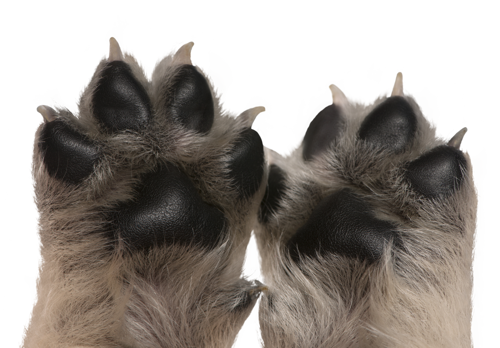 Close-up of Puppy's Paws, 4 Weeks Old